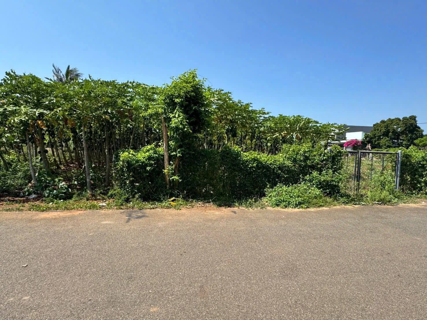 BÁN ĐẤT 7M X 35M MẶT TIỀN ĐƯỜNG 85 HÒA LONG